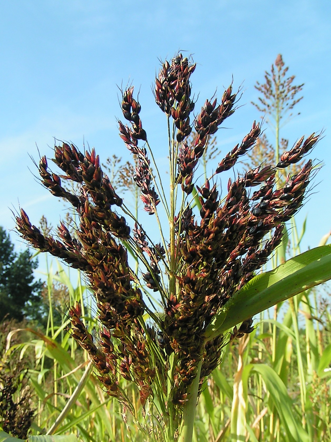 sorghum